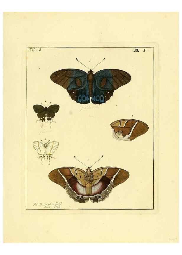 Reproducción/Reproduction 36373152275: Illustrations of natural history.. London,Printed for the author and sold by B. White,1770-82.