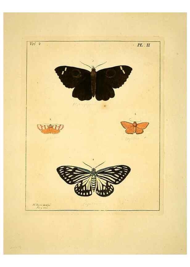 Reproducción/Reproduction 36373154765: Illustrations of natural history.. London,Printed for the author and sold by B. White,1770-82.