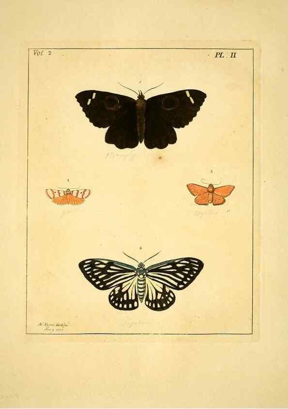 Reproducción/Reproduction 36373154765: Illustrations of natural history.. London,Printed for the author and sold by B. White,1770-82.