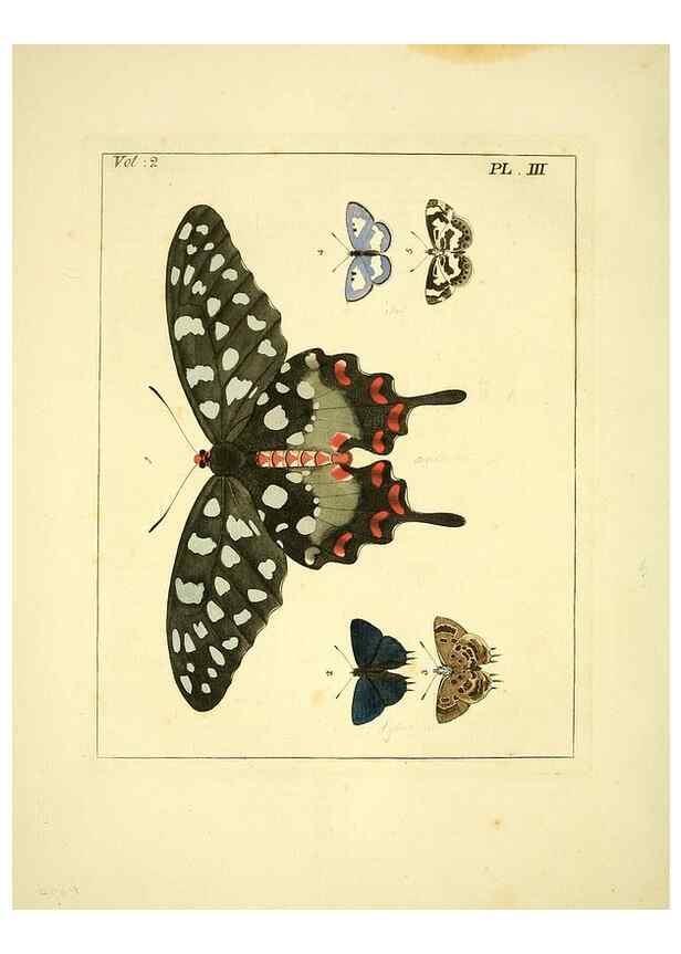 Reproducción/Reproduction 36236400121: Illustrations of natural history.. London,Printed for the author and sold by B. White,1770-82.