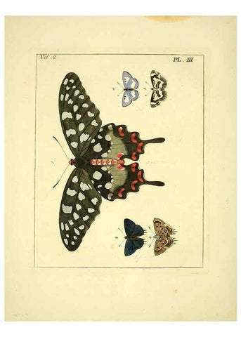 Reproducción/Reproduction 36236400121: Illustrations of natural history.. London,Printed for the author and sold by B. White,1770-82.