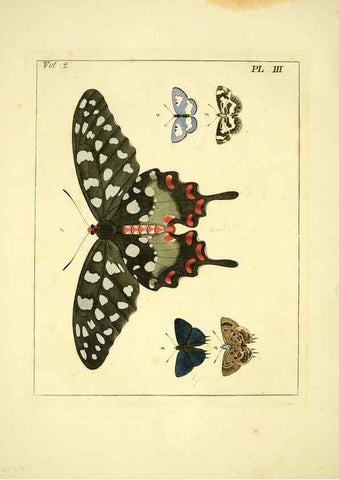 Reproducción/Reproduction 36236400121: Illustrations of natural history.. London,Printed for the author and sold by B. White,1770-82.