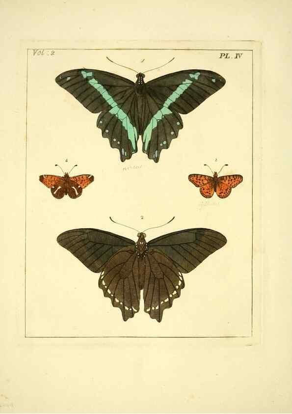 Reproducción/Reproduction 36236401411: Illustrations of natural history.. London,Printed for the author and sold by B. White,1770-82.