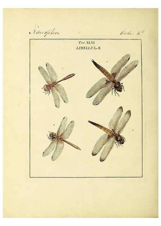 Reproducción/Reproduction 35564603913: Exposition des insectes que se trouvent en Angleterre;. Londres,B. White et J. Edwards,1786.