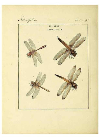 Reproducción/Reproduction 35564603913: Exposition des insectes que se trouvent en Angleterre;. Londres,B. White et J. Edwards,1786.