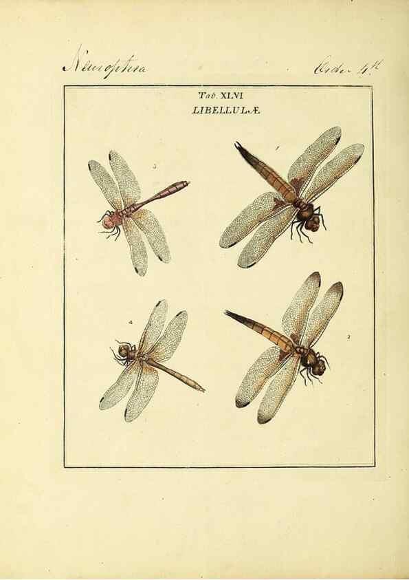 Reproducción/Reproduction 35564603913: Exposition des insectes que se trouvent en Angleterre;. Londres,B. White et J. Edwards,1786.