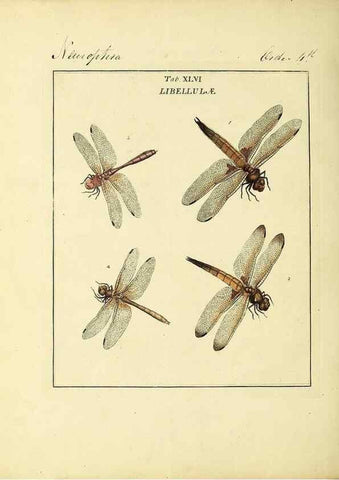 Reproducción/Reproduction 35564603913: Exposition des insectes que se trouvent en Angleterre;. Londres,B. White et J. Edwards,1786.