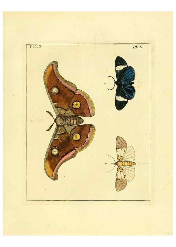Reproducción/Reproduction 36373160775: Illustrations of natural history.. London,Printed for the author and sold by B. White,1770-82.