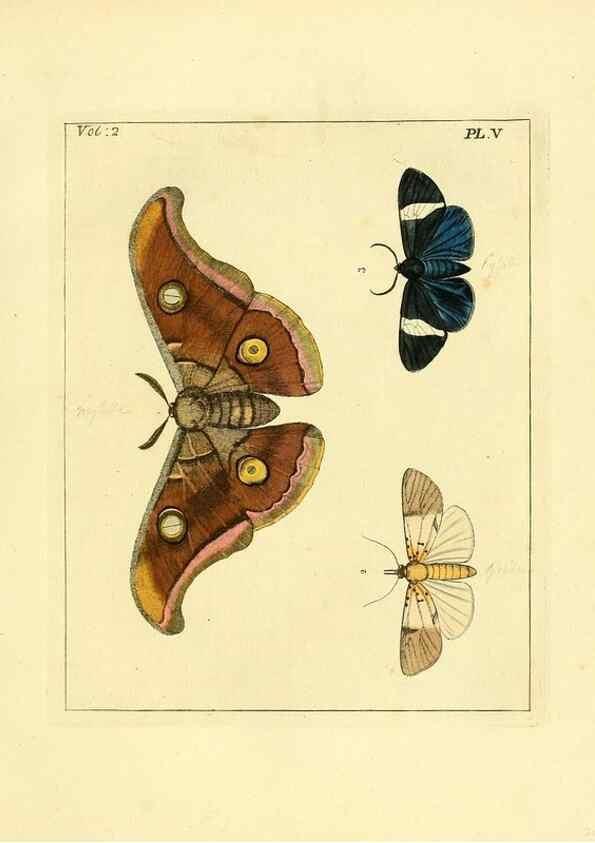 Reproducción/Reproduction 36373160775: Illustrations of natural history.. London,Printed for the author and sold by B. White,1770-82.