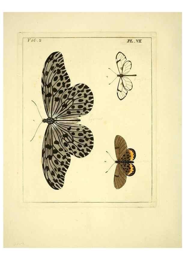 Reproducción/Reproduction 35537288604: Illustrations of natural history.. London,Printed for the author and sold by B. White,1770-82.