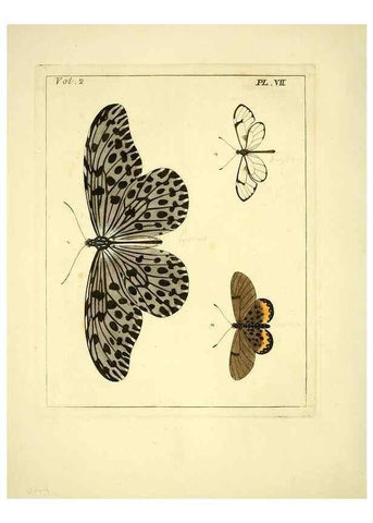 Reproducción/Reproduction 35537288604: Illustrations of natural history.. London,Printed for the author and sold by B. White,1770-82.