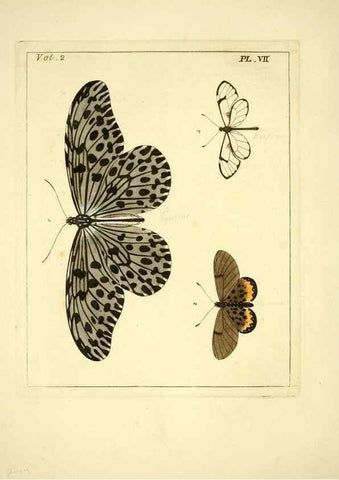 Reproducción/Reproduction 35537288604: Illustrations of natural history.. London,Printed for the author and sold by B. White,1770-82.