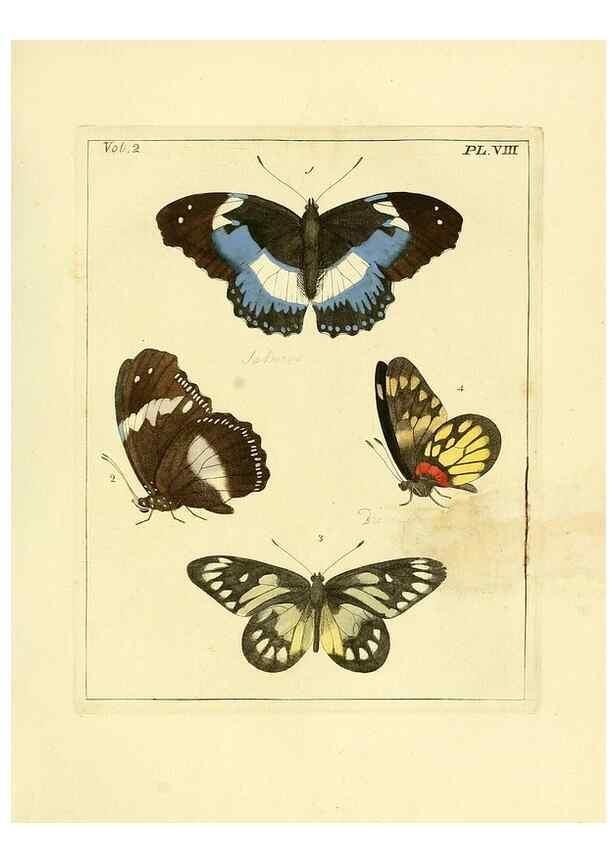 Reproducción/Reproduction 35564786743: Illustrations of natural history.. London,Printed for the author and sold by B. White,1770-82.