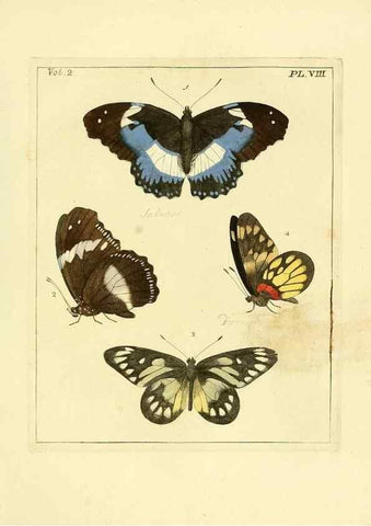 Reproducción/Reproduction 35564786743: Illustrations of natural history.. London,Printed for the author and sold by B. White,1770-82.