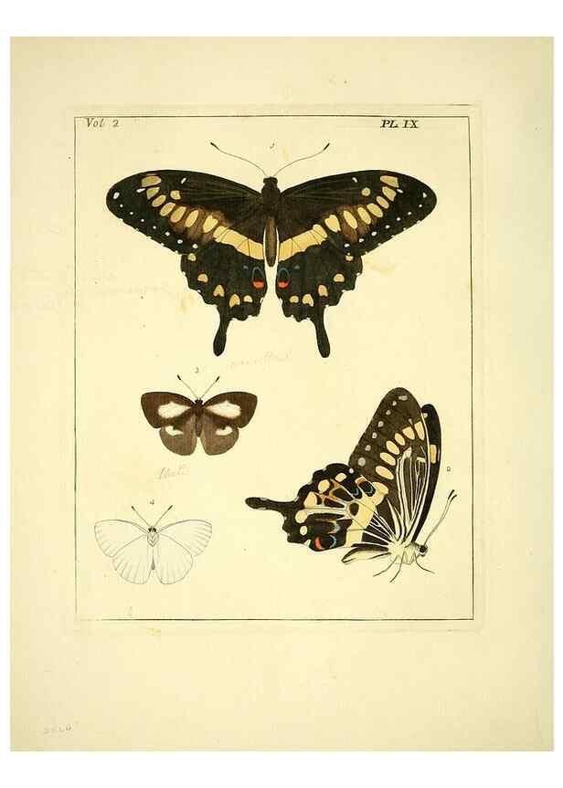 Reproducción/Reproduction 35564788083: Illustrations of natural history.. London,Printed for the author and sold by B. White,1770-82.