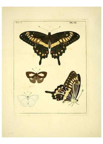 Reproducción/Reproduction 35564788083: Illustrations of natural history.. London,Printed for the author and sold by B. White,1770-82.