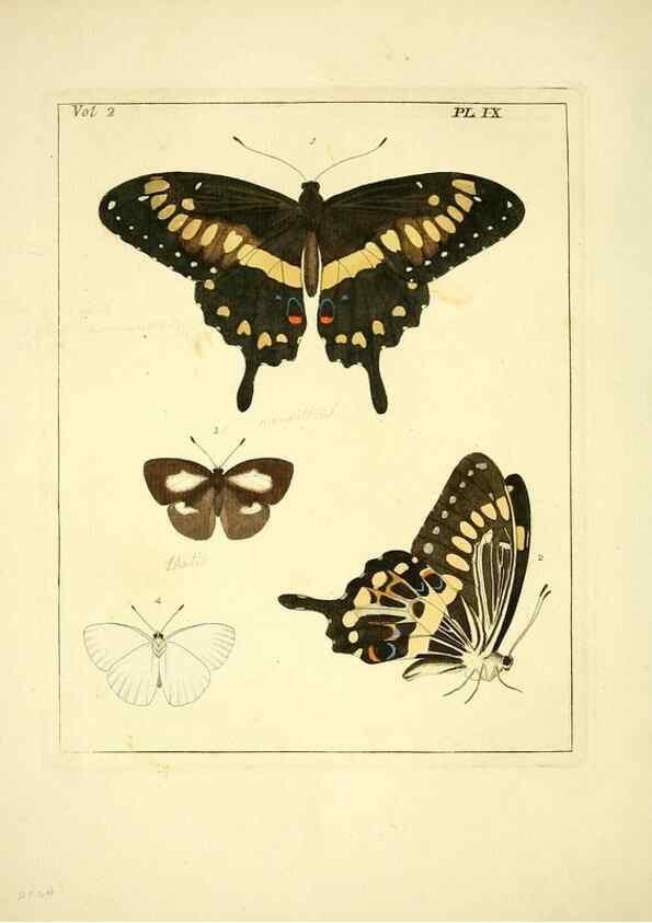 Reproducción/Reproduction 35564788083: Illustrations of natural history.. London,Printed for the author and sold by B. White,1770-82.