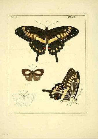 Reproducción/Reproduction 35564788083: Illustrations of natural history.. London,Printed for the author and sold by B. White,1770-82.