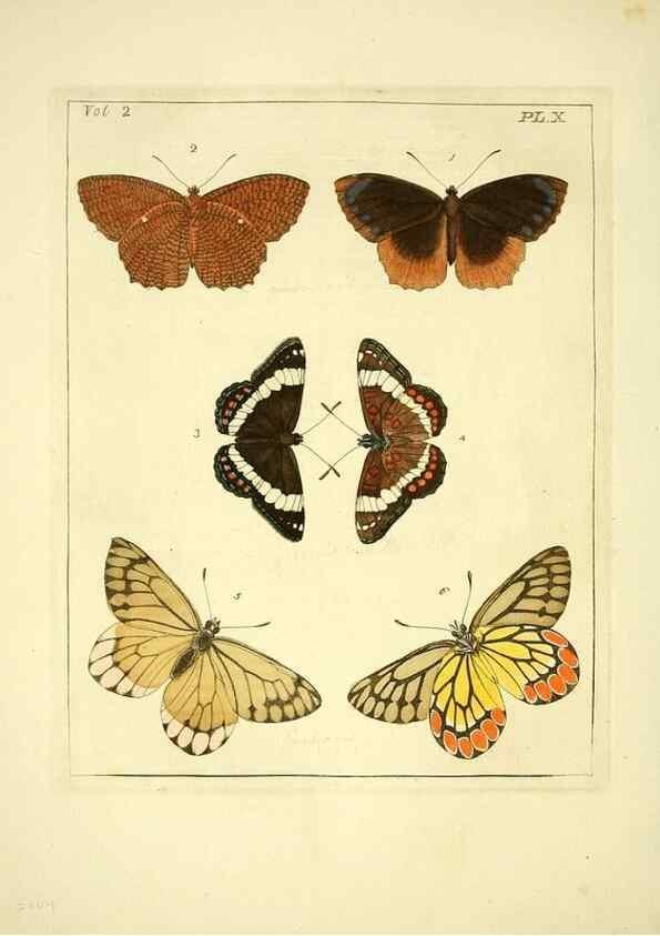 Reproducción/Reproduction 35564789673: Illustrations of natural history.. London,Printed for the author and sold by B. White,1770-82.