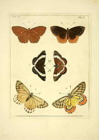 Reproducción/Reproduction 35564789673: Illustrations of natural history.. London,Printed for the author and sold by B. White,1770-82.
