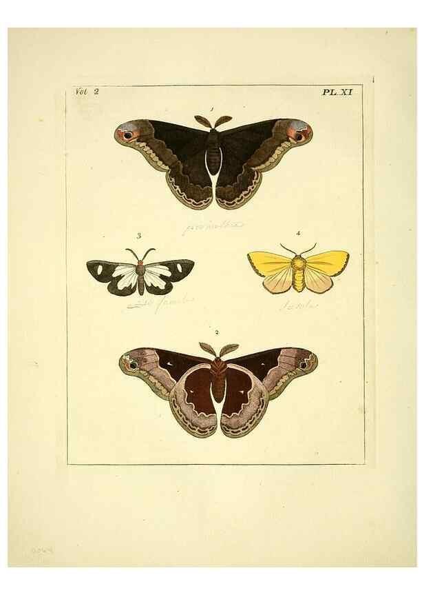 Reproducción/Reproduction 35564791373: Illustrations of natural history.. London,Printed for the author and sold by B. White,1770-82.