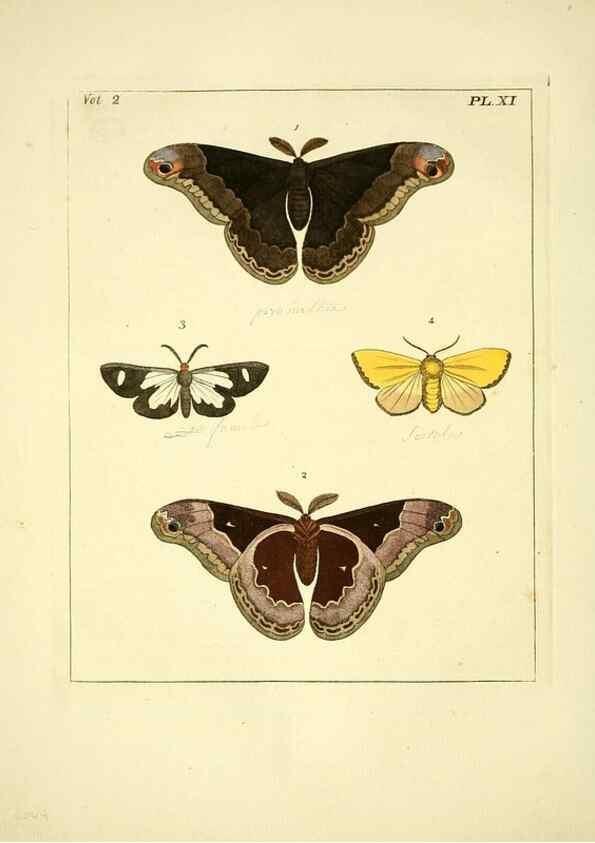 Reproducción/Reproduction 35564791373: Illustrations of natural history.. London,Printed for the author and sold by B. White,1770-82.