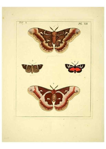 Reproducción/Reproduction 35564793183: Illustrations of natural history.. London,Printed for the author and sold by B. White,1770-82.