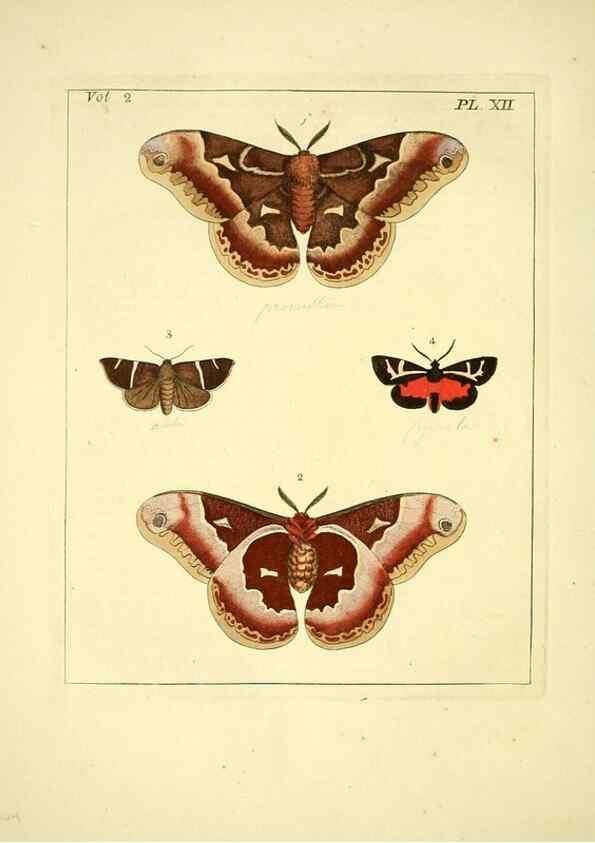 Reproducción/Reproduction 35564793183: Illustrations of natural history.. London,Printed for the author and sold by B. White,1770-82.