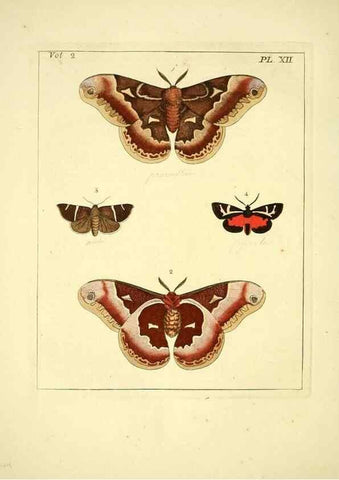 Reproducción/Reproduction 35564793183: Illustrations of natural history.. London,Printed for the author and sold by B. White,1770-82.