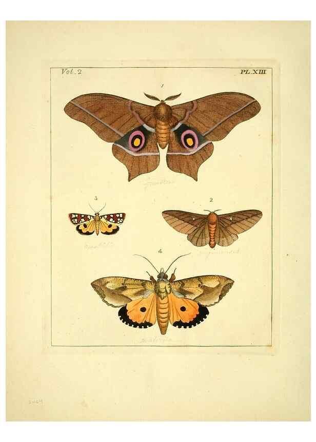 Reproducción/Reproduction 35564794813: Illustrations of natural history.. London,Printed for the author and sold by B. White,1770-82.