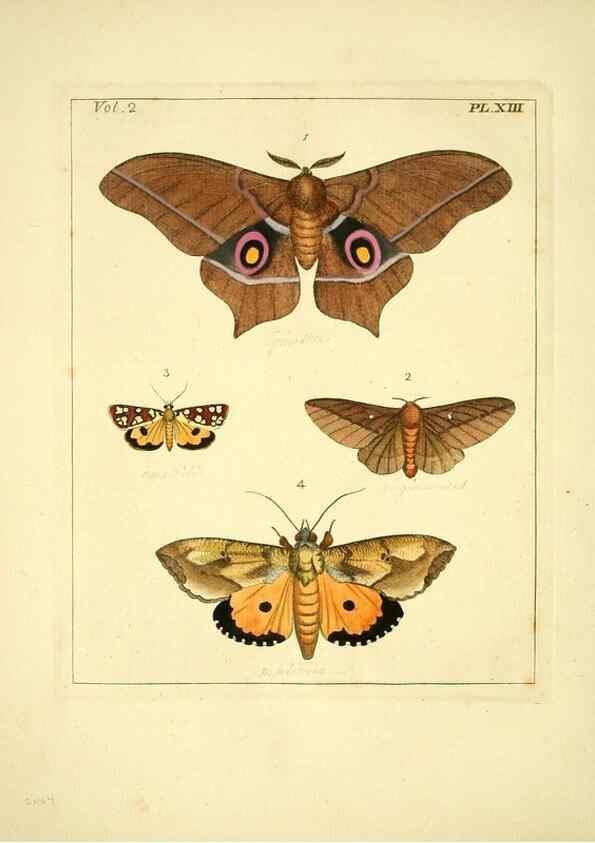Reproducción/Reproduction 35564794813: Illustrations of natural history.. London,Printed for the author and sold by B. White,1770-82.