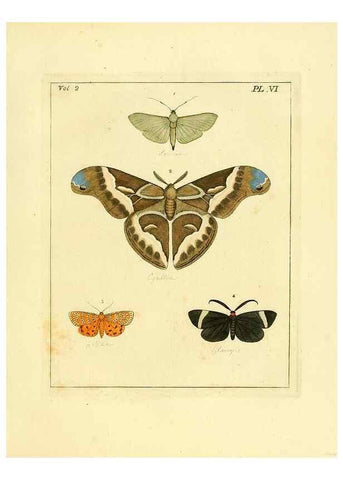 Reproducción/Reproduction 36236403691: Illustrations of natural history.. London,Printed for the author and sold by B. White,1770-82.