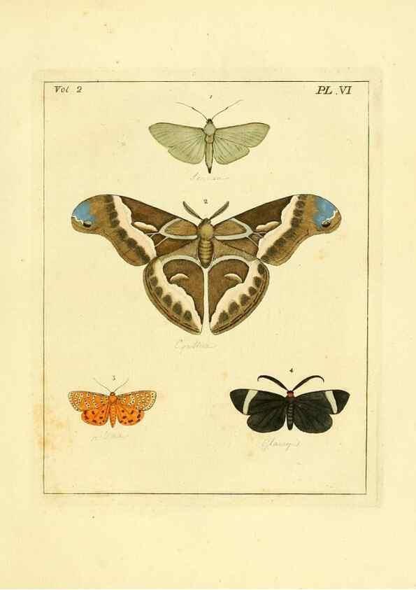 Reproducción/Reproduction 36236403691: Illustrations of natural history.. London,Printed for the author and sold by B. White,1770-82.