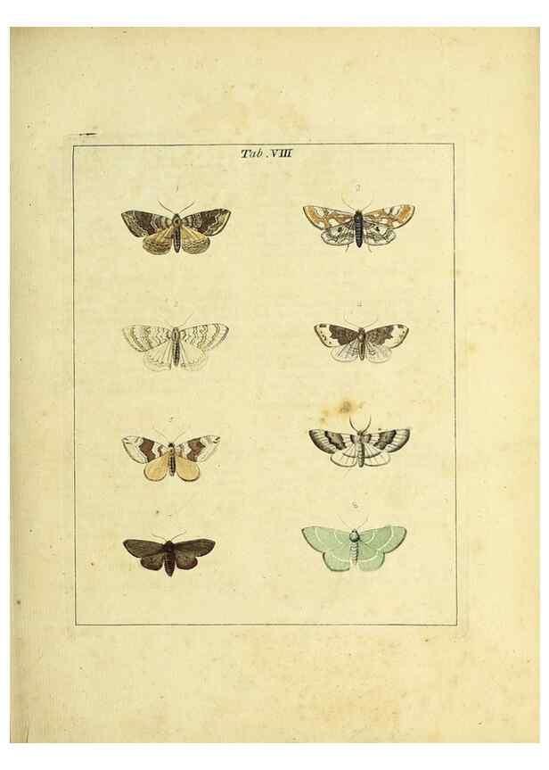 Reproducción/Reproduction 36372940675: Exposition des insectes que se trouvent en Angleterre;. Londres,B. White et J. Edwards,1786.