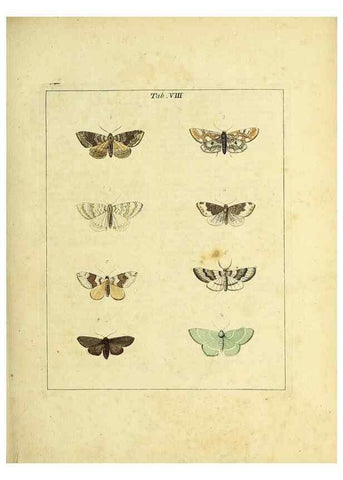 Reproducción/Reproduction 36372940675: Exposition des insectes que se trouvent en Angleterre;. Londres,B. White et J. Edwards,1786.