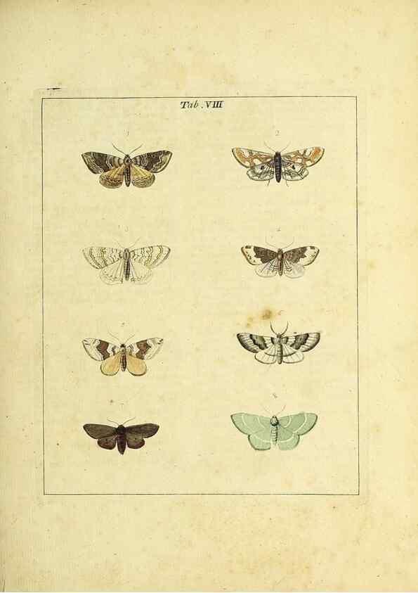 Reproducción/Reproduction 36372940675: Exposition des insectes que se trouvent en Angleterre;. Londres,B. White et J. Edwards,1786.
