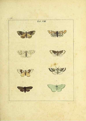Reproducción/Reproduction 36372940675: Exposition des insectes que se trouvent en Angleterre;. Londres,B. White et J. Edwards,1786.