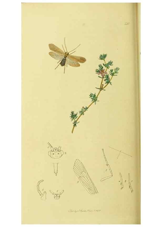Reproducción/Reproduction 35537749594: British entomology :. London,Printed for the author,1823-1840 [i.e. 1840].