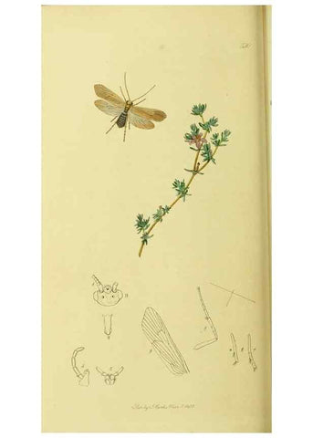 Reproducción/Reproduction 35537749594: British entomology :. London,Printed for the author,1823-1840 [i.e. 1840].