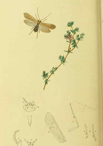 Reproducción/Reproduction 35537749594: British entomology :. London,Printed for the author,1823-1840 [i.e. 1840].