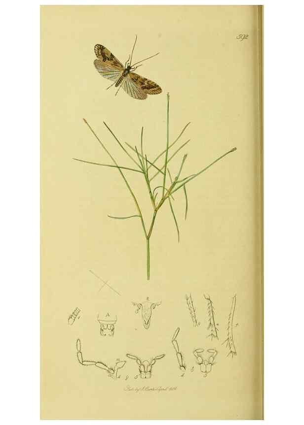 Reproducción/Reproduction 35537754704: British entomology :. London,Printed for the author,1823-1840 [i.e. 1840].