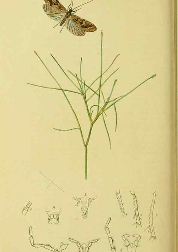 Reproducción/Reproduction 35537754704: British entomology :. London,Printed for the author,1823-1840 [i.e. 1840].
