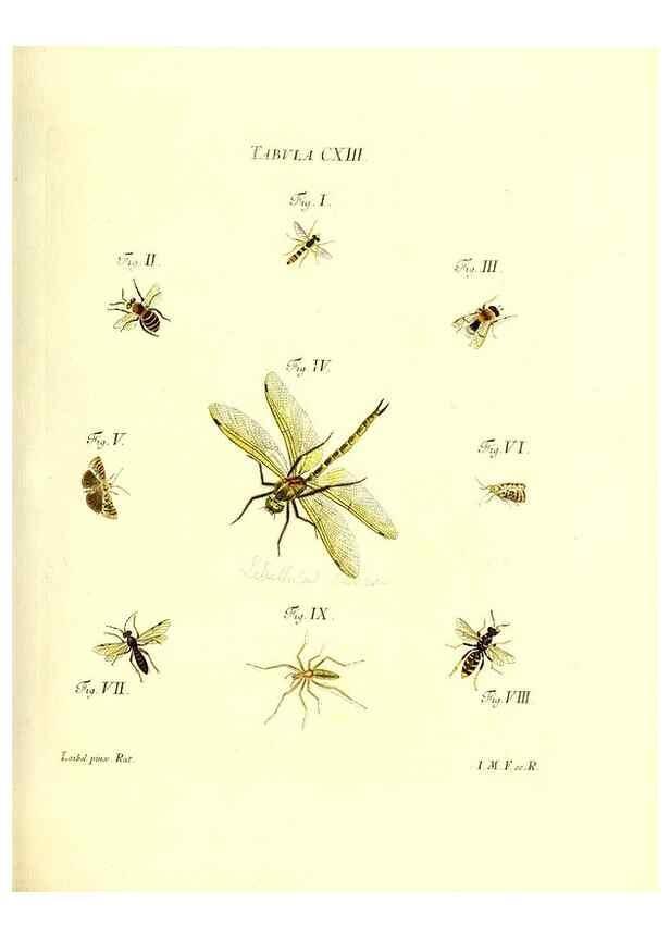 Reproducción/Reproduction 35977332510: Iacobi Christiani Schaefferi s.s. theologiae et philosophiae doctoris ... Icones insectorum circa Ratisbonam indigenorum :. Ratisbonae :Typis Breitfeldianis,MDCCLXXIX [1766-1779]