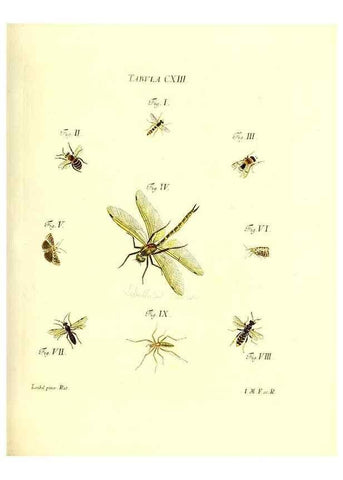 Reproducción/Reproduction 35977332510: Iacobi Christiani Schaefferi s.s. theologiae et philosophiae doctoris ... Icones insectorum circa Ratisbonam indigenorum :. Ratisbonae :Typis Breitfeldianis,MDCCLXXIX [1766-1779]