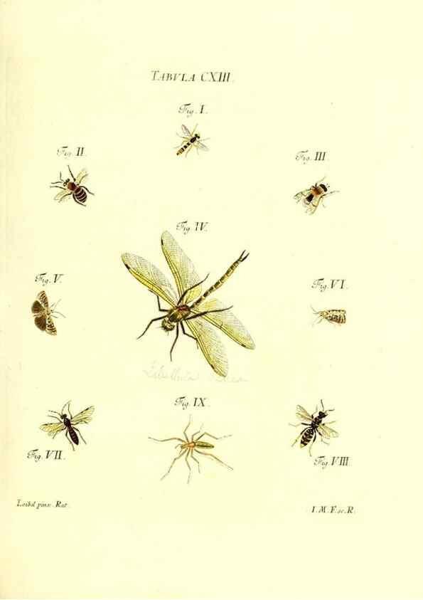 Reproducción/Reproduction 35977332510: Iacobi Christiani Schaefferi s.s. theologiae et philosophiae doctoris ... Icones insectorum circa Ratisbonam indigenorum :. Ratisbonae :Typis Breitfeldianis,MDCCLXXIX [1766-1779]