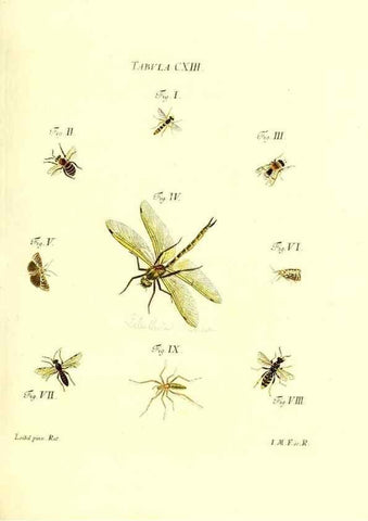 Reproducción/Reproduction 35977332510: Iacobi Christiani Schaefferi s.s. theologiae et philosophiae doctoris ... Icones insectorum circa Ratisbonam indigenorum :. Ratisbonae :Typis Breitfeldianis,MDCCLXXIX [1766-1779]