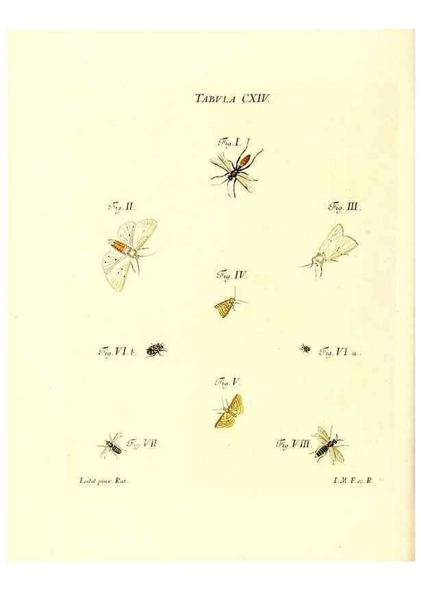 Reproducción/Reproduction 35977334170: Iacobi Christiani Schaefferi s.s. theologiae et philosophiae doctoris ... Icones insectorum circa Ratisbonam indigenorum :. Ratisbonae :Typis Breitfeldianis,MDCCLXXIX [1766-1779]