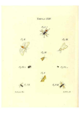 Reproducción/Reproduction 35977334170: Iacobi Christiani Schaefferi s.s. theologiae et philosophiae doctoris ... Icones insectorum circa Ratisbonam indigenorum :. Ratisbonae :Typis Breitfeldianis,MDCCLXXIX [1766-1779]