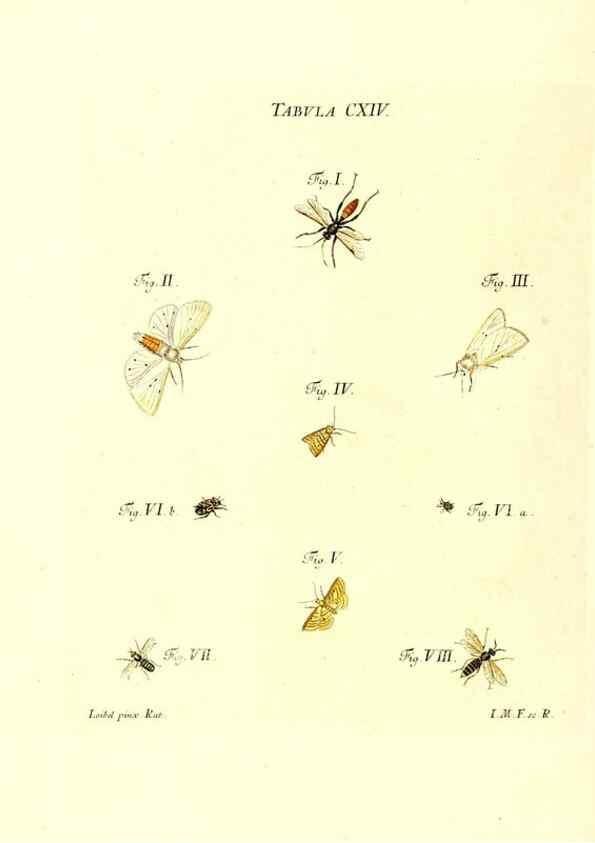 Reproducción/Reproduction 35977334170: Iacobi Christiani Schaefferi s.s. theologiae et philosophiae doctoris ... Icones insectorum circa Ratisbonam indigenorum :. Ratisbonae :Typis Breitfeldianis,MDCCLXXIX [1766-1779]