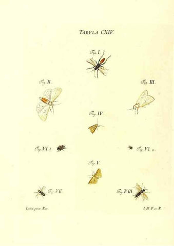 Reproducción/Reproduction 35977334170: Iacobi Christiani Schaefferi s.s. theologiae et philosophiae doctoris ... Icones insectorum circa Ratisbonam indigenorum :. Ratisbonae :Typis Breitfeldianis,MDCCLXXIX [1766-1779]